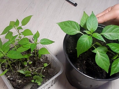 Коли пікірувати перець